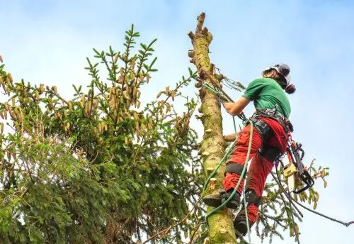 Costi potatura alberi ad alto fusto 10 costi potatura albero